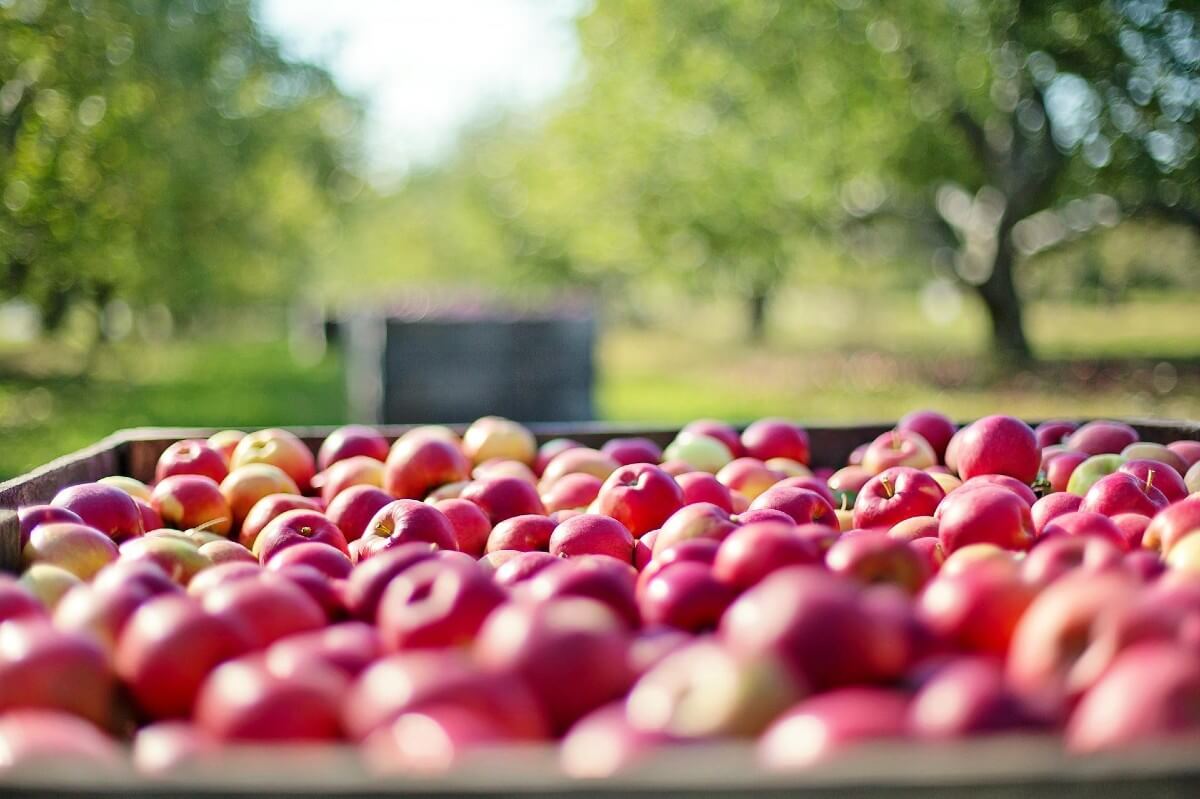 Agricoltura 4.0: quali sono le opportunità per le aziende