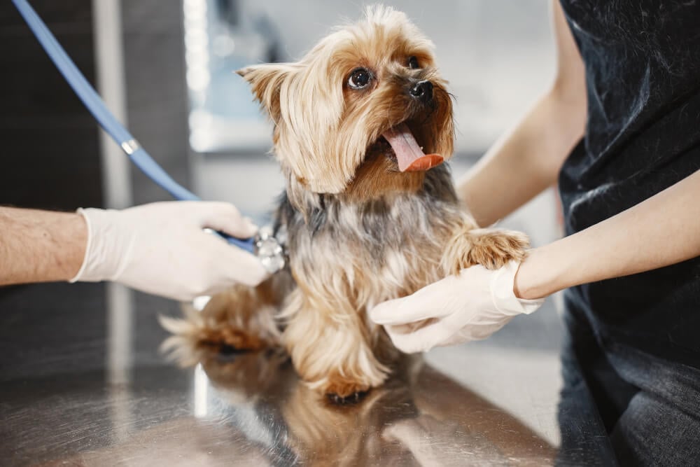 Come realizzare il sito web per una clinica veterinaria